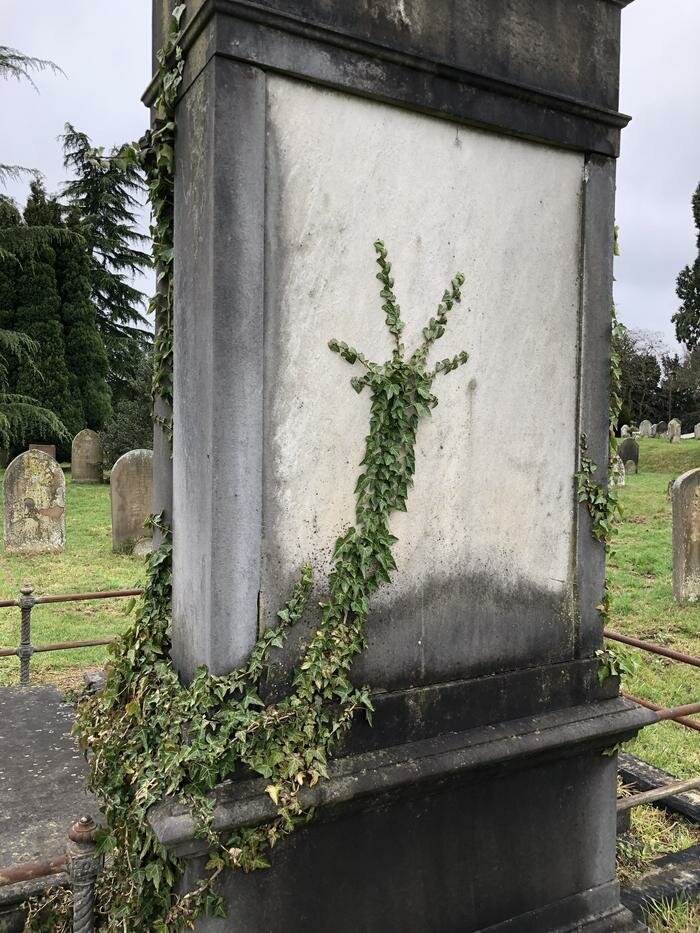 Шутки за 300 от матушки-природы Шутки за 300 от матушки-природы деревья ,интересное, природа , природные явления, растения, шутки