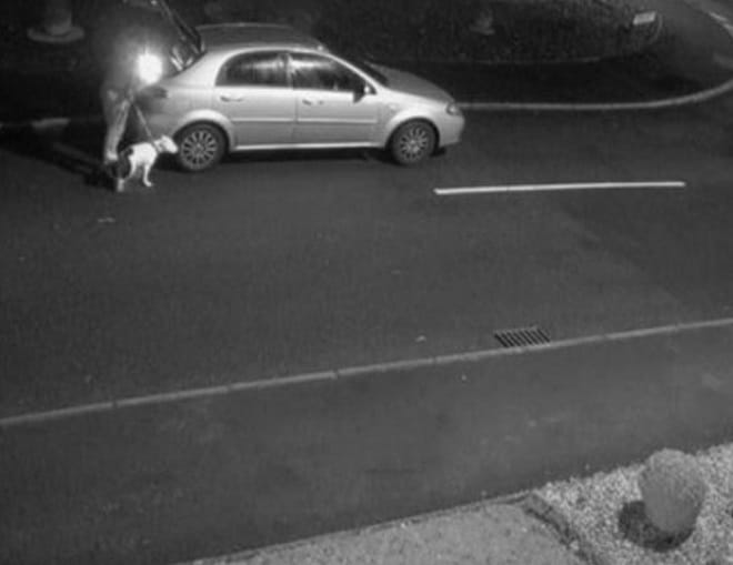 Хозяин бросил пса на улице и умчался на автомобиле. Но теперь питомец стал знаменитым и обрел новый дом