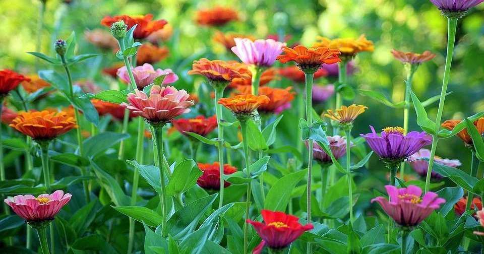 7 цветов, которые будут украшать ваш сад в сентябре дача,сад и огород,цветоводство