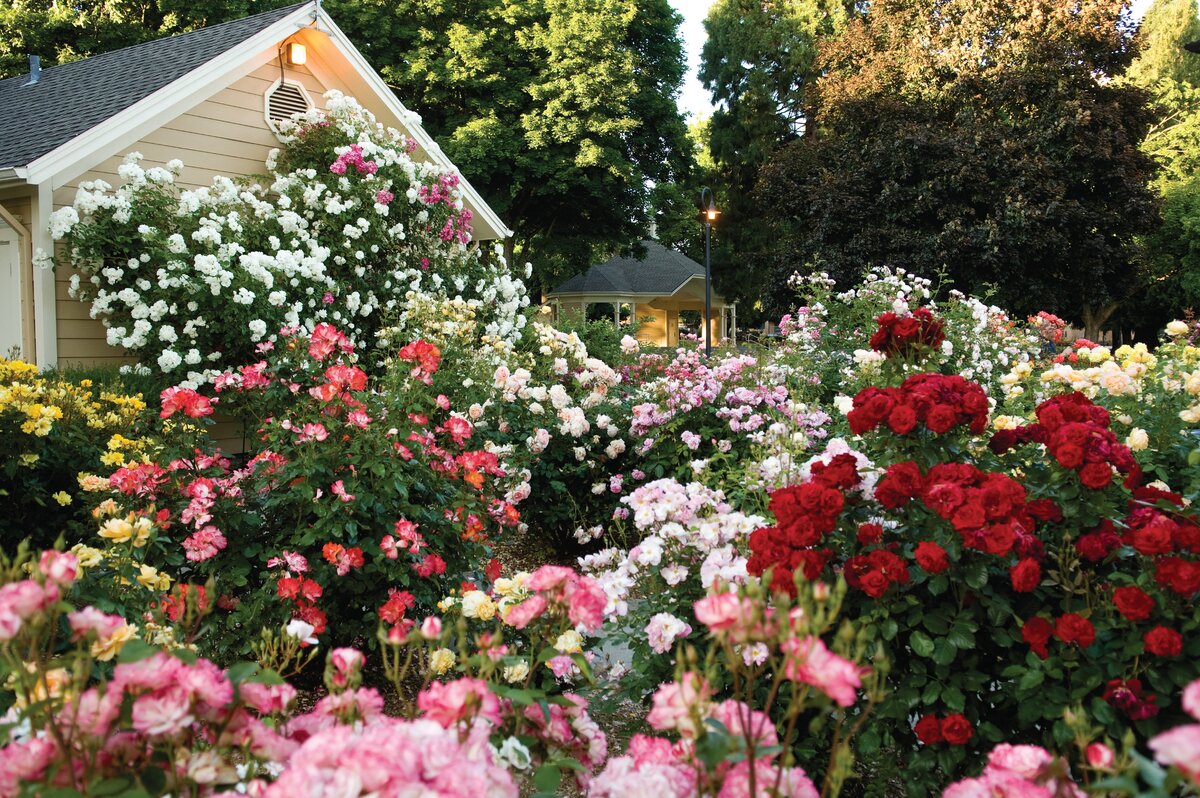 Самые красивые цветы: Топ-5 цветов для создания райского уголка дача,сад и огород,цветоводство