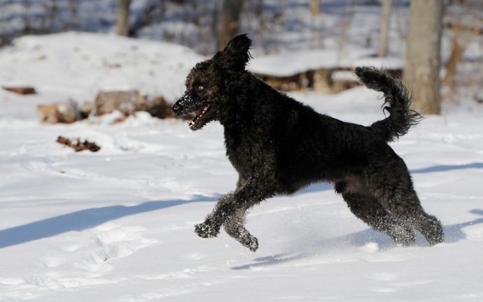 9ce_web_herodogs04.jpg