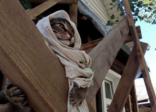 КОТОприколы 