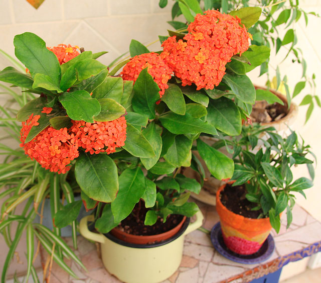 Ixora