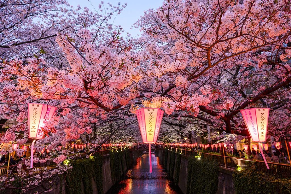 Праздник цветения сакуры в Токио. Фото взято из открытых источников