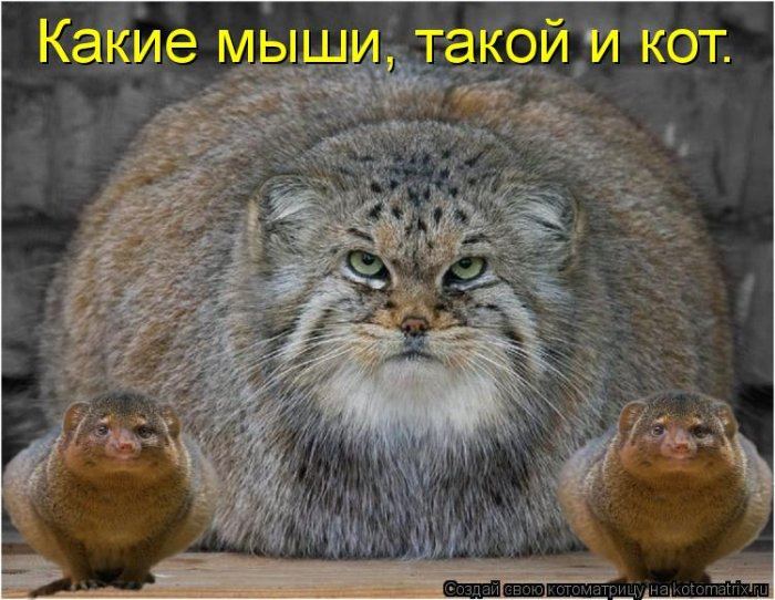 Мысли вслух :)