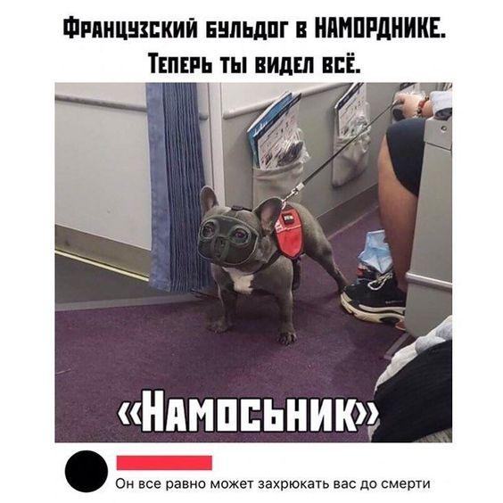 Свежие смешные до слез картинки