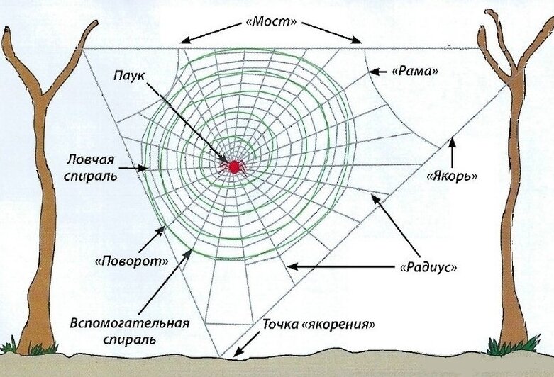 Схема паутины (источник https://aquarium-fish-home.ru/wp-content/uploads/2020/02/shema-pautini-pauka-k.jpg)