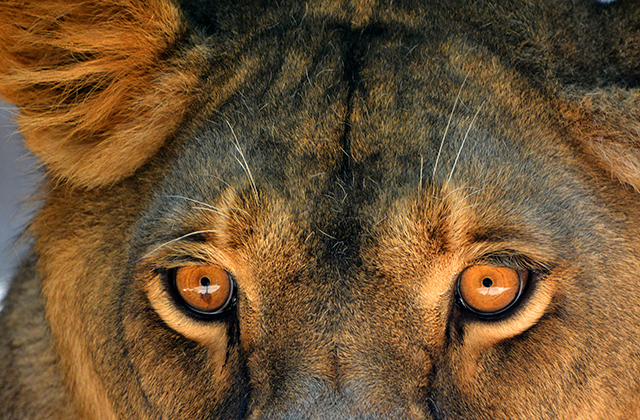 Тест: Угадайте, кто родители