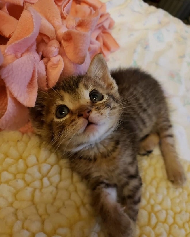 Котенок на кровати