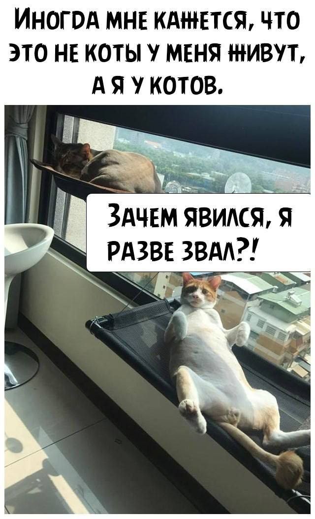Смешные и забавные котоМЕМЫ  
