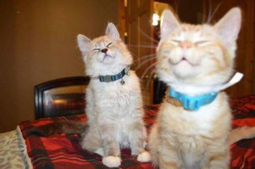 КОТОприколы 