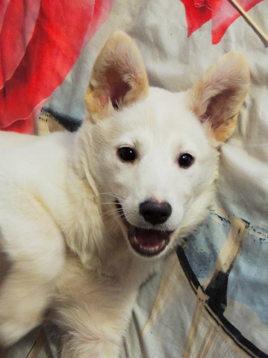 Пятеро уличных щенков один за другим уезжали в новые дома. Осталась только одна малышка… Пятеро уличных щенков один за другим уезжали в новые дома. Осталась только одна малышка…