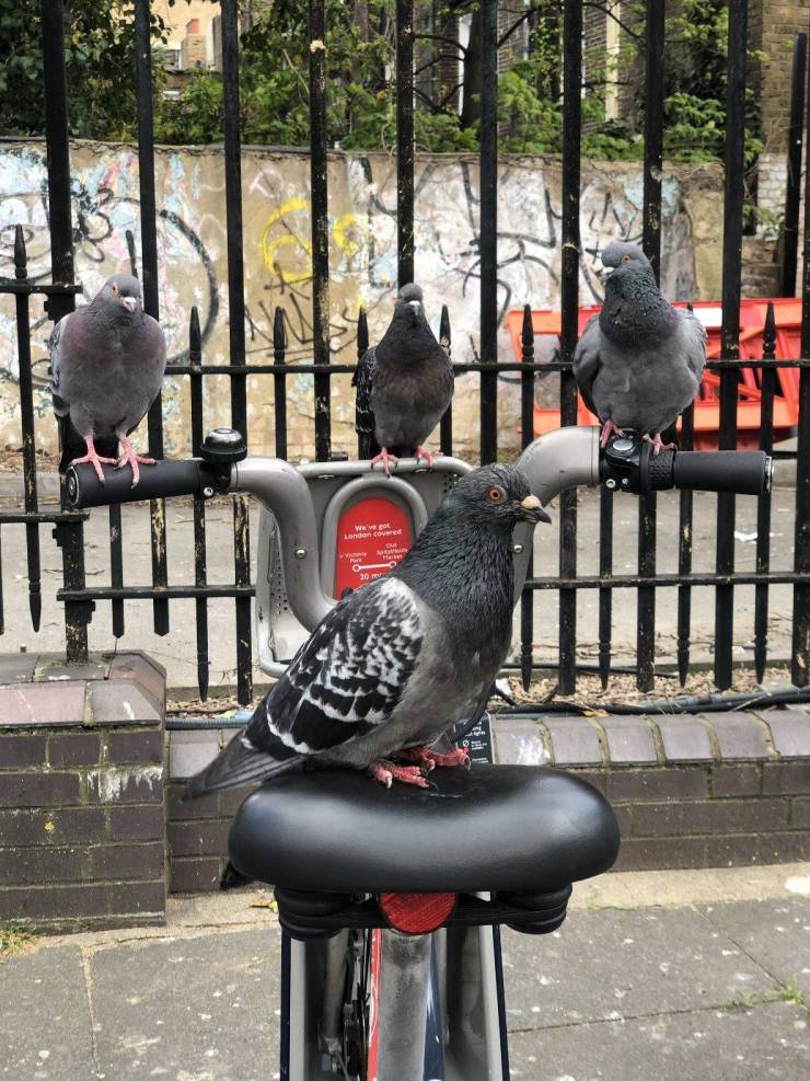 Подборка картинок. Вечерний выпуск Подборка картинок. Вечерний выпуск приколы,смешные картинки,юмор