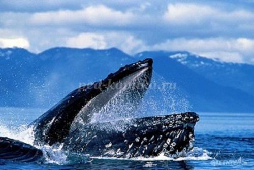 10 фактов о китах и дельфинах. Полеты ввысь и вглубь. 10 интересных фактов о дельфинах и китах 19