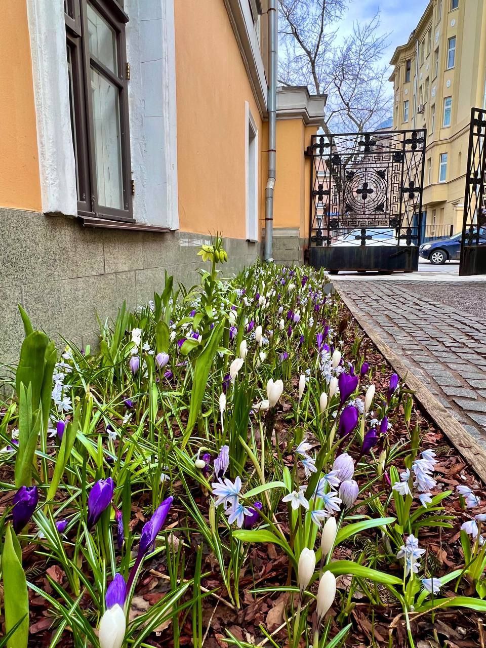 Купить весенняя улица. Весенние цветы. Весенняя улица (Москва).