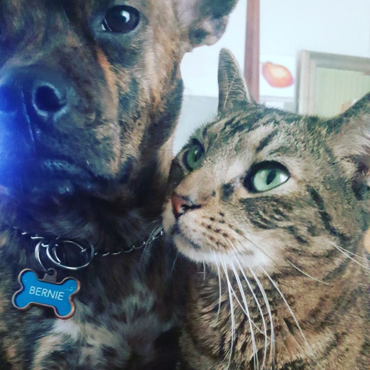 20+ примеров того, как кошки и собаки нашли друг в друге лучших друзей 20+ примеров того, как кошки и собаки нашли друг в друге лучших друзей