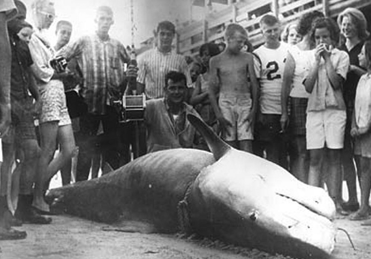 Челюсти: самые большие когда-либо пойманные акулы акулы,Пространство,рекорды,рыбалка
