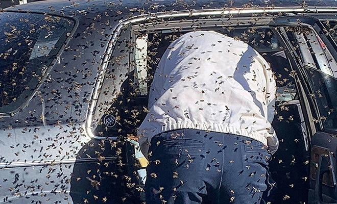 Мужчина забыл закрыть окно в машине, а когда вернулся нашел в салоне 15 тысяч пчел