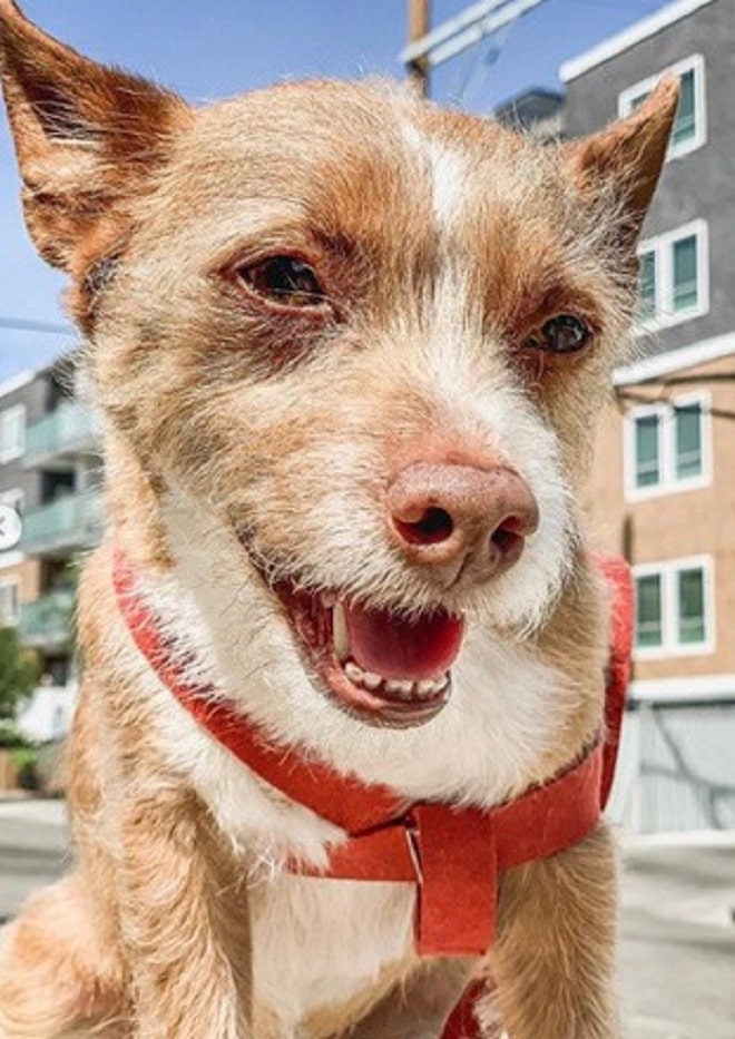 Пес улыбается