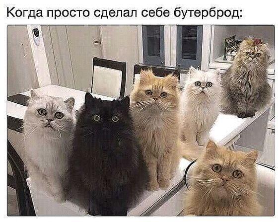 Ржачные до слез свежие картинки с надписями 