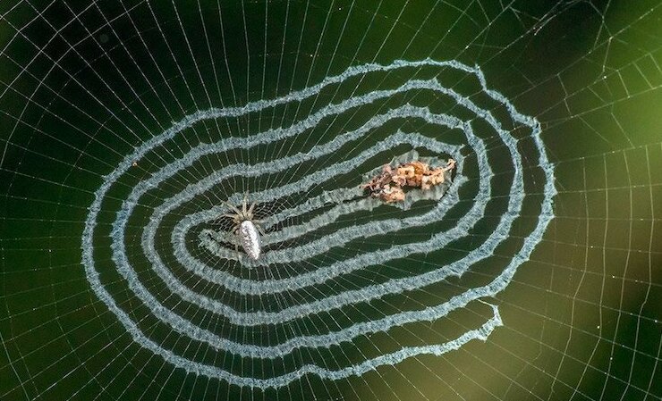 Доставайте огнемет: 15 самых странных пауков мира пауков, Spider, spider, человеческое, похоже, потому, паукомлюдоедом, двухглазым, прозванный, OgreFace, паукдеревоNetCasting, Weaver, Stump, резиныА, восемь, игрушка, выглядит, quadrimaculatus, Platythomisus, пометEightspotted