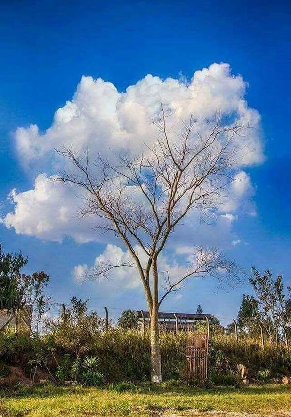 Вы когда-нибудь видели дерево, у которого вместо листьев облака растут? nature, деревья, природа, природные явления, растения, шутки