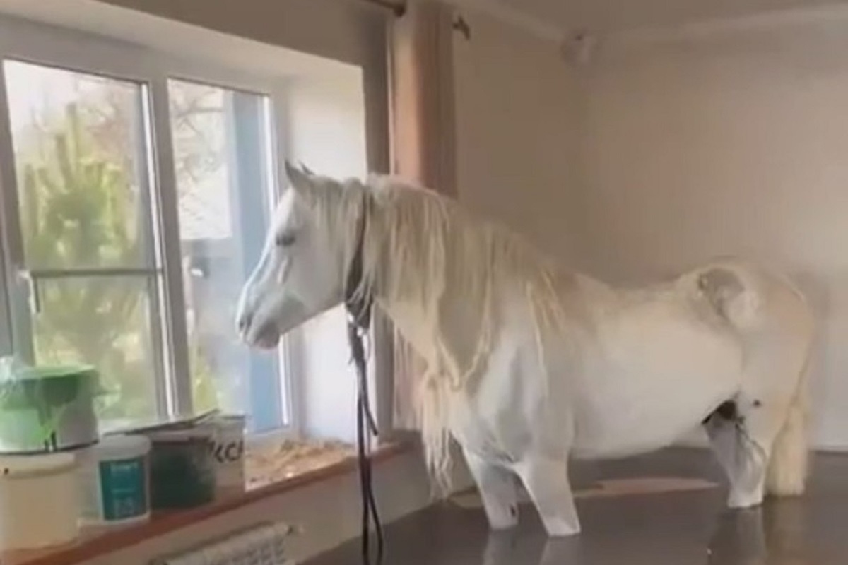 Россияне завели коня в квартиру, спасая его от наводнения