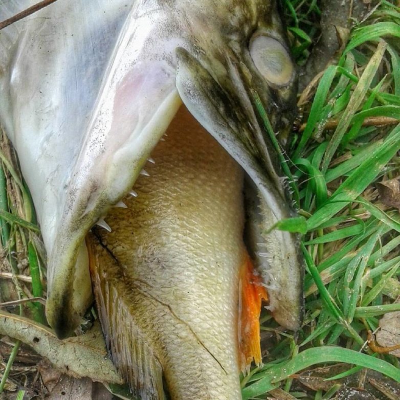 Когда жадность не знает никаких мыслимых границ Когда жадность не знает никаких мыслимых границ