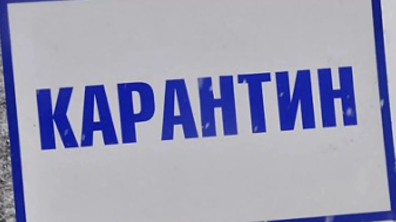 Карантин по бешенству ввели в трех районах Алтайского края