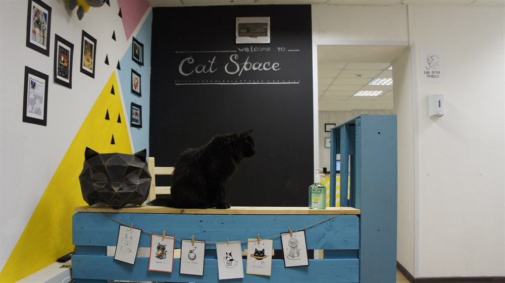 Cat space тверская ул 92 томск фото