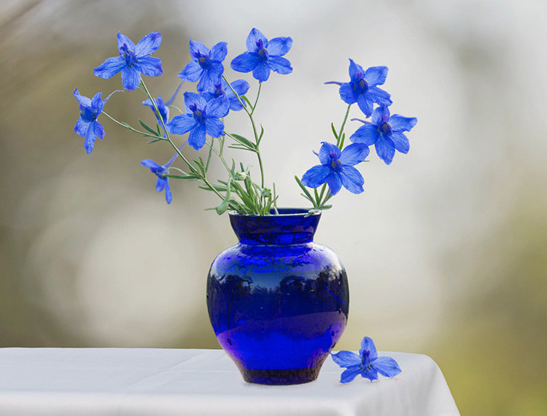 ТОП-10 самых смертоносных организмов на вашем заднем дворе дача,насекомые,огород,опасность,растения,сад