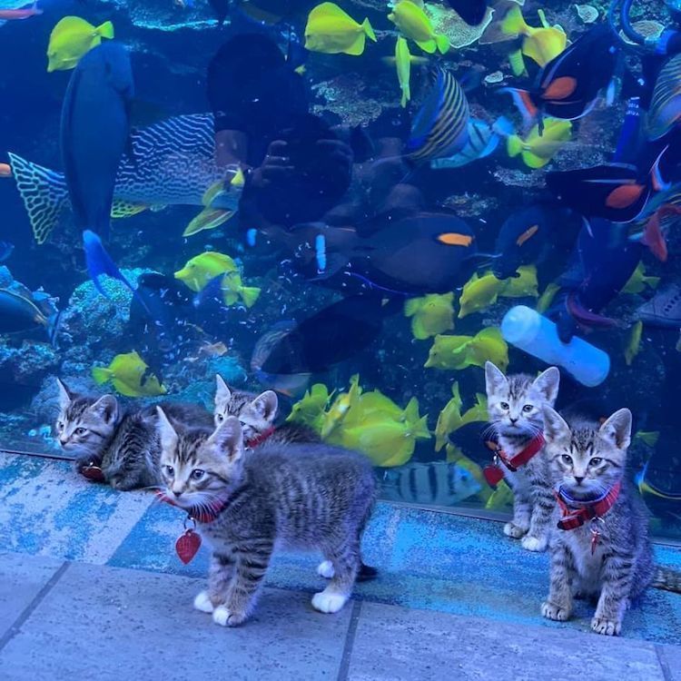Аквариум Джорджии приглашает котят и щенков на экскурсии во время карантина животные,природа,Путешествия,фото