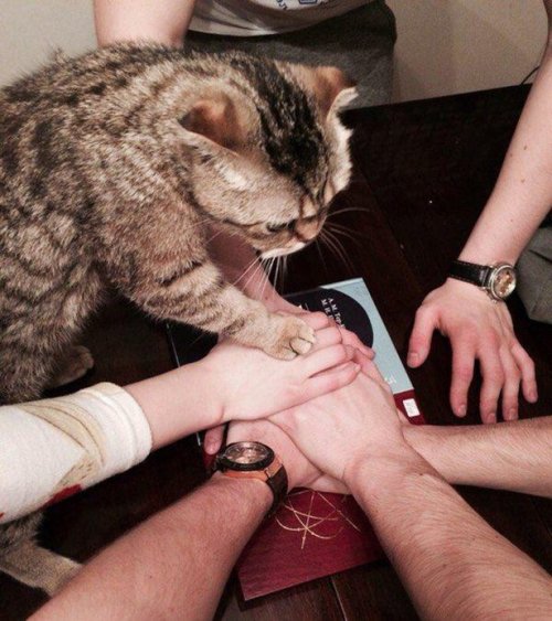 КОТОприколы 