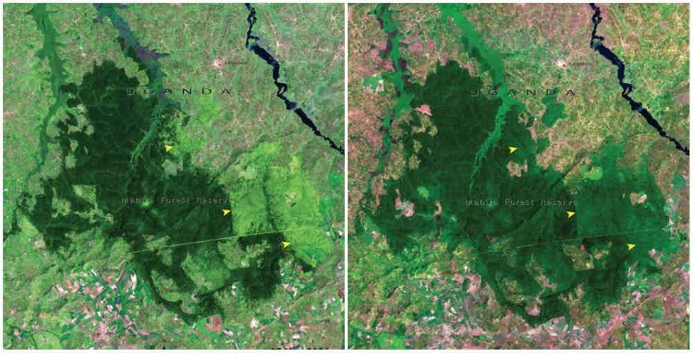 Лес Мабира, Уганда. Ноябрь 2001 и январь 2006 nasa, до и после, земля, ландшафт, поверхность земли