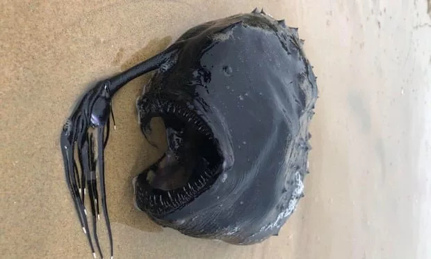 Кошмарную рыбу-удильщика выбросило на пляж в Калифорнии