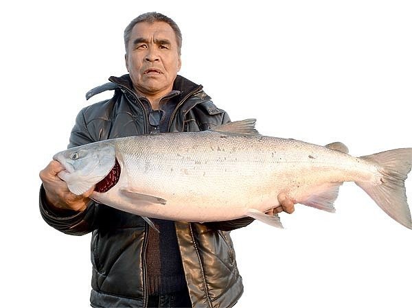 Рыбалка в Анадыре: лосось уходит на корм чайкам икра, красная рыба, рыбаки, рыбалка на Севере