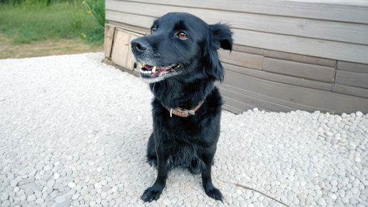 Любит, не любит