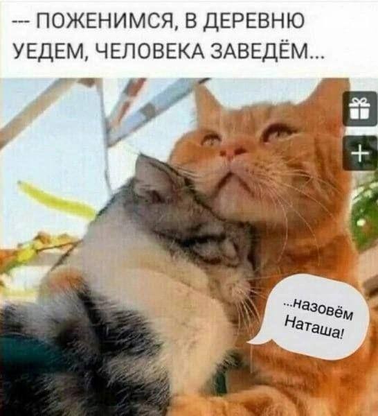 Смешные и забавные котоМЕМЫ  