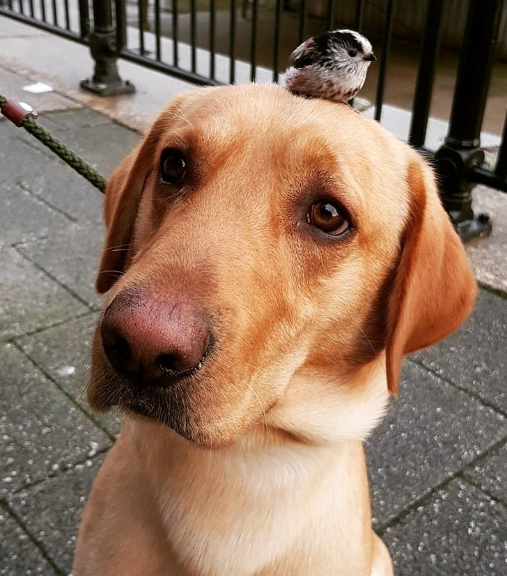 Подслушано... теперь истории про пёселей Подслушано... теперь истории про пёселей