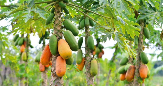 Процесс выращивания папайи на видео
