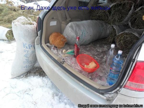 Уфф!!! Ну наконец-то! Котоматрицы великолепные, каждая с доброй улыбкой!!!