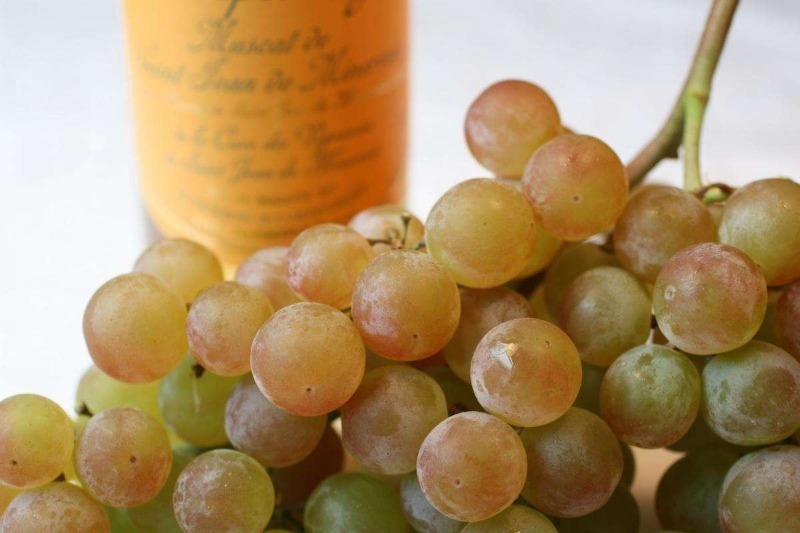 11 лучших сортов винограда, которые помогут вам создать неповторимое домашнее вино аромат, позволяет, градусов, болезням, тонами, можно, используется, срока, сорта, имеет, смородины, этого, гибрид, сухих, созревания, ягоды, поэтому, может, игристых, также