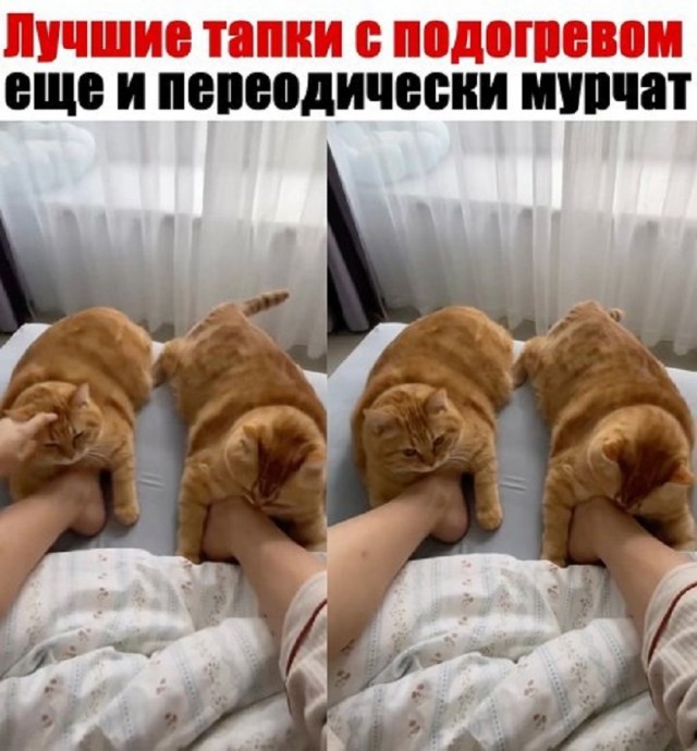 Интернет мемы в понедельник и что водит дьявол Интернет мемы в понедельник и что водит дьявол