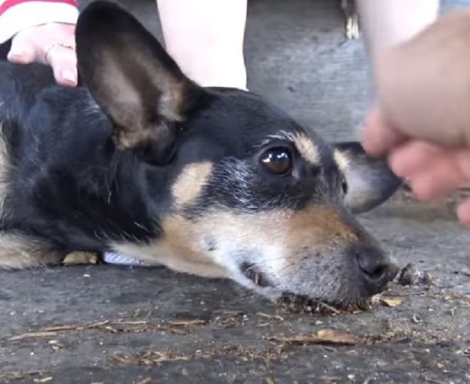 Собака лежит