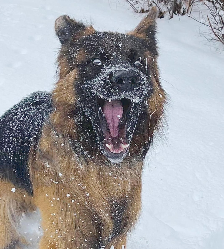 Подслушано... теперь истории про пёселей Подслушано... теперь истории про пёселей