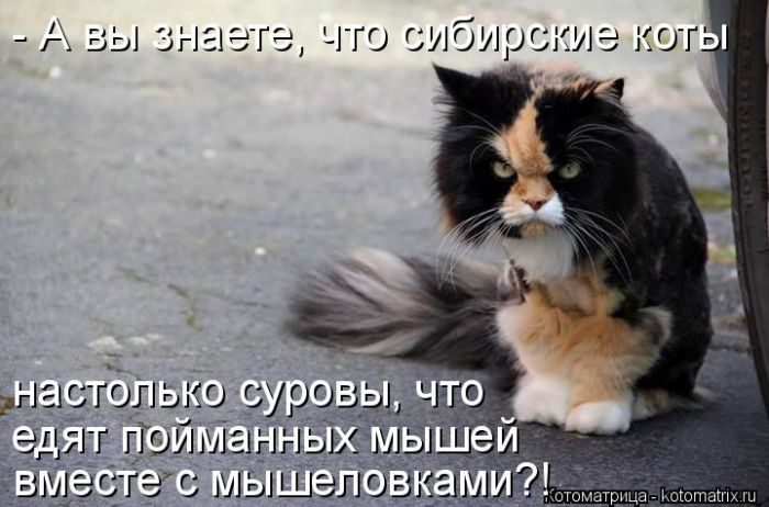 Лучшие котоматрицы за прошедшую неделю