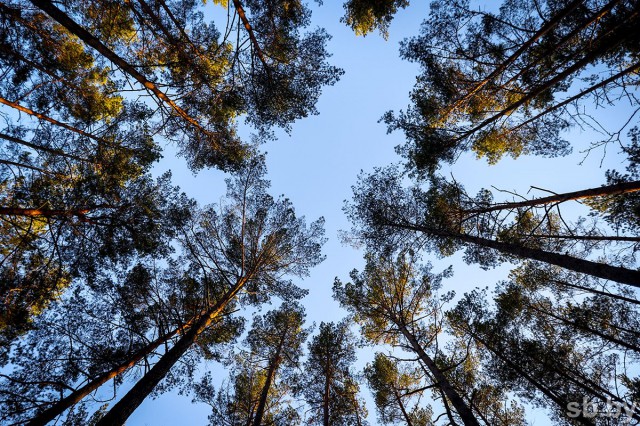 В восьми районах Беларуси можно посещать леса без ограничений, в 16 районах сохраняются запреты.