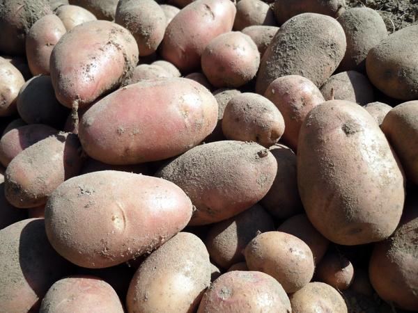 Когда и как копать картошку клубни, картофель, копать, картошку, картофеля, время, клубней, уборки, стоит, может, урожая, хорошо, ботву, лучше, уборкой, будет, хранение, сразу, земле, можно