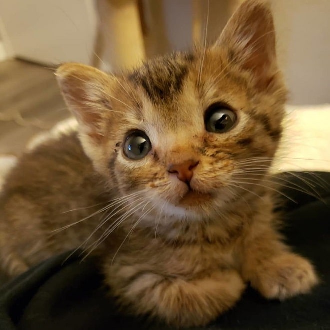 Котенок лежит