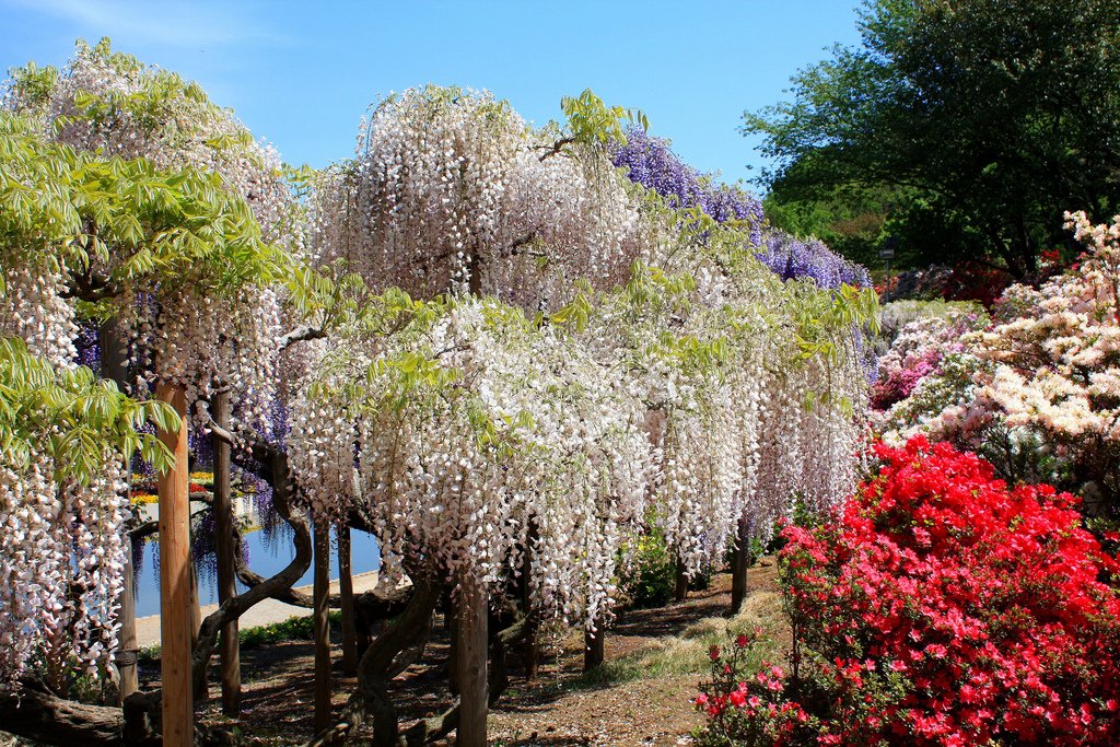 Греческое название растения. Парк цветов Асикага в Японии. Япония Глициния парк Асикага. Парк цветов Асикага на острове Хонсю, Япония.